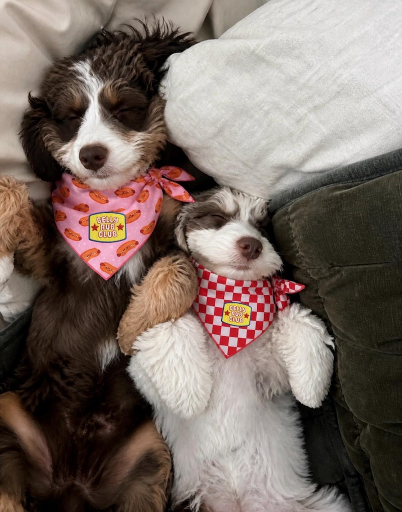 Puede incluir: Dos cachorros durmiendo, uno marr&oacute;n y blanco, el otro blanco y marr&oacute;n, est&aacute;n acostados en una cama. Ambos llevan pa&ntilde;uelos con el texto "Belly Rub Club". Uno es rosa con perritos calientes, el otro es a cuadros rojos y blancos.