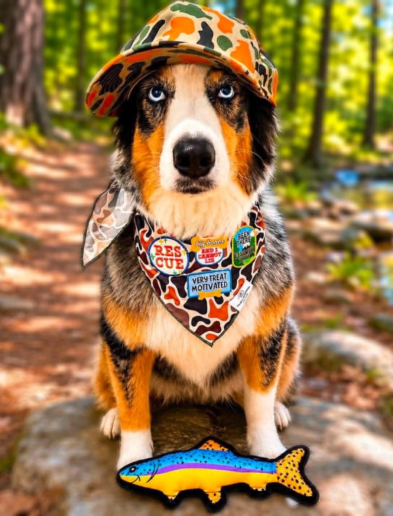Puede incluir: Un perro tricolor con ojos azules lleva un sombrero y una bandana de camuflaje. La bandana tiene parches con texto como "Rescue" y "Very Treat Motivated". Un juguete de pez de peluche est&aacute; frente al perro.
