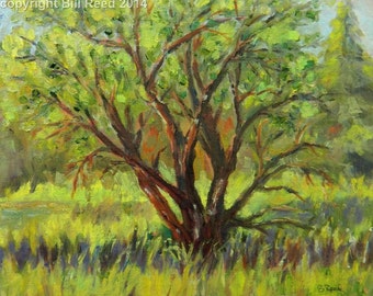 Wetland Cottonwood Tree - original landscape oil painting