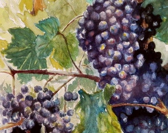 Wine On The Vine - wine grapes original watercolor art print.