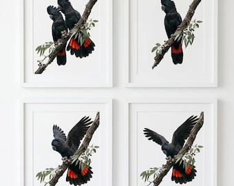 Red-Tailed Black Cockatoo Print Set | Australian Native Bird Art (Digital Download)