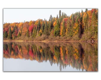 Reddish forest