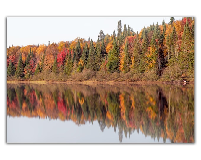 Reddish forest