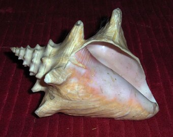 Vintage Pink Conch Seashell Nautical Ocean Beach Lover Decoration Craft Project School Project Hear the Ocean Shell