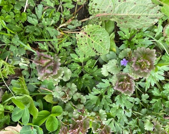 3 Lebende Purpure Taubnessel (Lamium purpureum) Bareroot Starter Pflanzen
