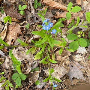 Può includere: Primo piano di una piccola pianta con grappoli di minuscoli fiori azzurri con centri gialli. La pianta ha foglie verdi ed è circondata da foglie marroni cadute e altra vegetazione. L'immagine è scattata all'aperto con luce naturale.