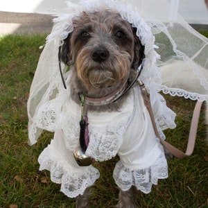 Upcycled Steampunk Dog Clothing, Dog Bride Costume, White Dress, Lace Neck Piece, Bride Veil, Halloween, Couture Pet Costume