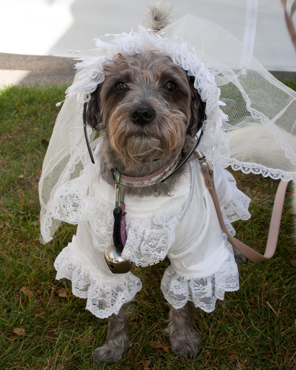 dog bride costume