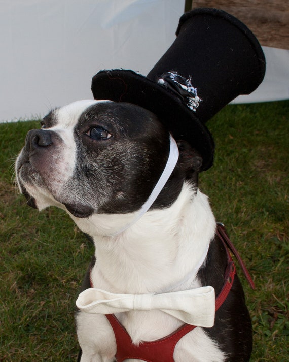 steampunk dog outfits