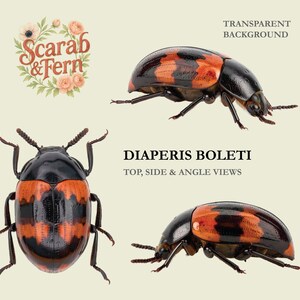 Diaperis boleti Coleottero PNG Clipart / Immagini scientifiche di insetti / Sfondo trasparente / Stampa entomologica / Piatto A4