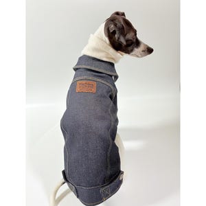 May include: A dog in a dark blue denim jacket with a brown leather patch. The jacket features a collar and button fastenings. The dog has a white and brown coat.
