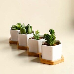 May include: Four small white square ceramic planters with various green succulents, each on a small, square wooden tray. The plants have different textures and shapes, creating a natural, minimalist aesthetic.