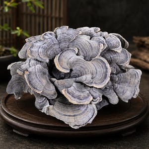 May include: A cluster of turkey tail mushrooms featuring concentric rings in shades of grey, blue, and white. The fungus has a fan-like, layered structure with thin, wavy edges and is displayed on a circular, dark brown wooden base.