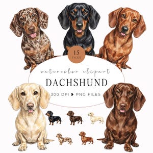 Puede incluir: Una colección digital de ilustraciones en acuarela de perros salchicha con varios colores de pelaje, incluyendo arlequín, negro y fuego, rojo, crema y chocolate. El texto dice 15 FILES, watercolor clipart, DACHSHUND, 300 DPI PNG FILES.