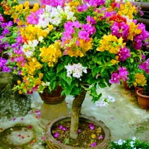 Può includere: Una vibrante pianta di bougainvillea in un vaso di terracotta, che mostra una profusione di fiori colorati. I fiori mostrano un mix di tonalità gialle, rosa, bianche e viola, creando un'esposizione vivace. La pianta è in un vaso decorativo.