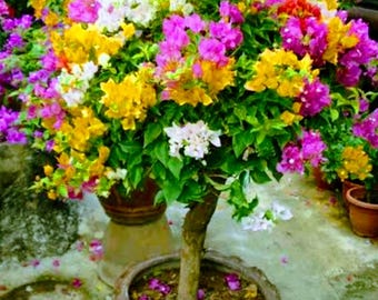 Bougainvillea, pianta tropicale da appartamento (certificato fitosanitario)