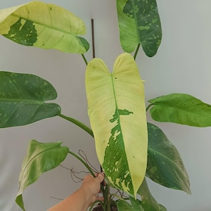 monstera adansonii variegata Monstera Adansonii Laniata Variegated