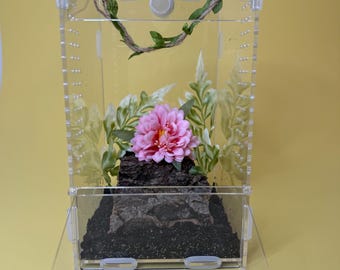 Hogar de arañas saltarinas mascotas