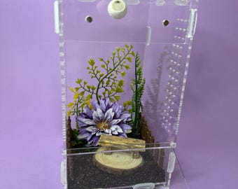 Hogar de la araña saltarina