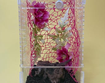 Kit para construir una casa para arañas saltarinas