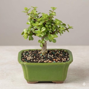 Zwerg Jade Bonsai Baum 13–20cm | Lebende Sukkulente im Keramiktopf