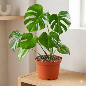 Puede incluir: Una planta Monstera deliciosa de color verde vibrante con hojas grandes, brillantes y en forma de corazón que presentan cortes y perforaciones naturales. La planta está en una maceta de plástico sencilla de color terracota con tierra.