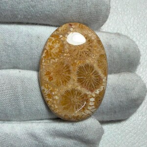 Könnte beinhalten: Ein ovaler Cabochon aus fossiler Koralle mit einer polierten, glatten Oberfläche in einer Farbpalette aus Hellbraun und Beige. Der Stein zeigt durchgehend komplizierte, sternförmige radiale Muster in seiner Struktur mit einem Glanzfinish.