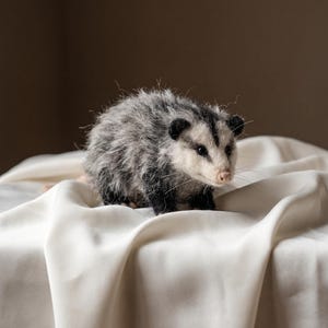 Może przedstawiać: Filcowana figurka oposuma o teksturowanym futrze z szarych i czarnych włókien, z białą twarzą z czarnymi znaczeniami wokół oczu, małymi czarnymi uszami, różowym nosem i długimi wąsami, wykonana w realistyczny sposób o puszystym wyglądzie.