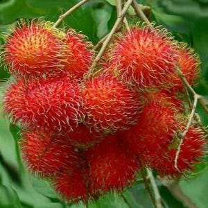Könnte beinhalten: Eine Ansammlung leuchtend roter Rambutan-Früchte, die an einem dünnen braunen Zweig hängen. Jede runde Frucht ist mit langen, weichen, haarartigen Stacheln bedeckt, die an der Basis rot sind und zu den Spitzen hin heller gelb-grün werden.