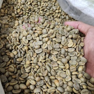 Könnte beinhalten: Nahaufnahme eines Haufens grüner Kaffeebohnen. Die Bohnen sind hellgrün und scheinen roh und unverarbeitet zu sein. Die Bohnen werden in einer Hand gehalten, um die Größe der Bohnen zu zeigen.
