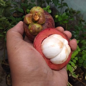 Op de afbeelding: Een hele mangosteen met een dikke, donkerpaarse schil en een groene kelk, naast een gehalveerde mangosteen die het helderwitte, gesegmenteerde en sappige vruchtvlees laat zien. De vrucht heeft een gladde textuur en een ronde vorm.
