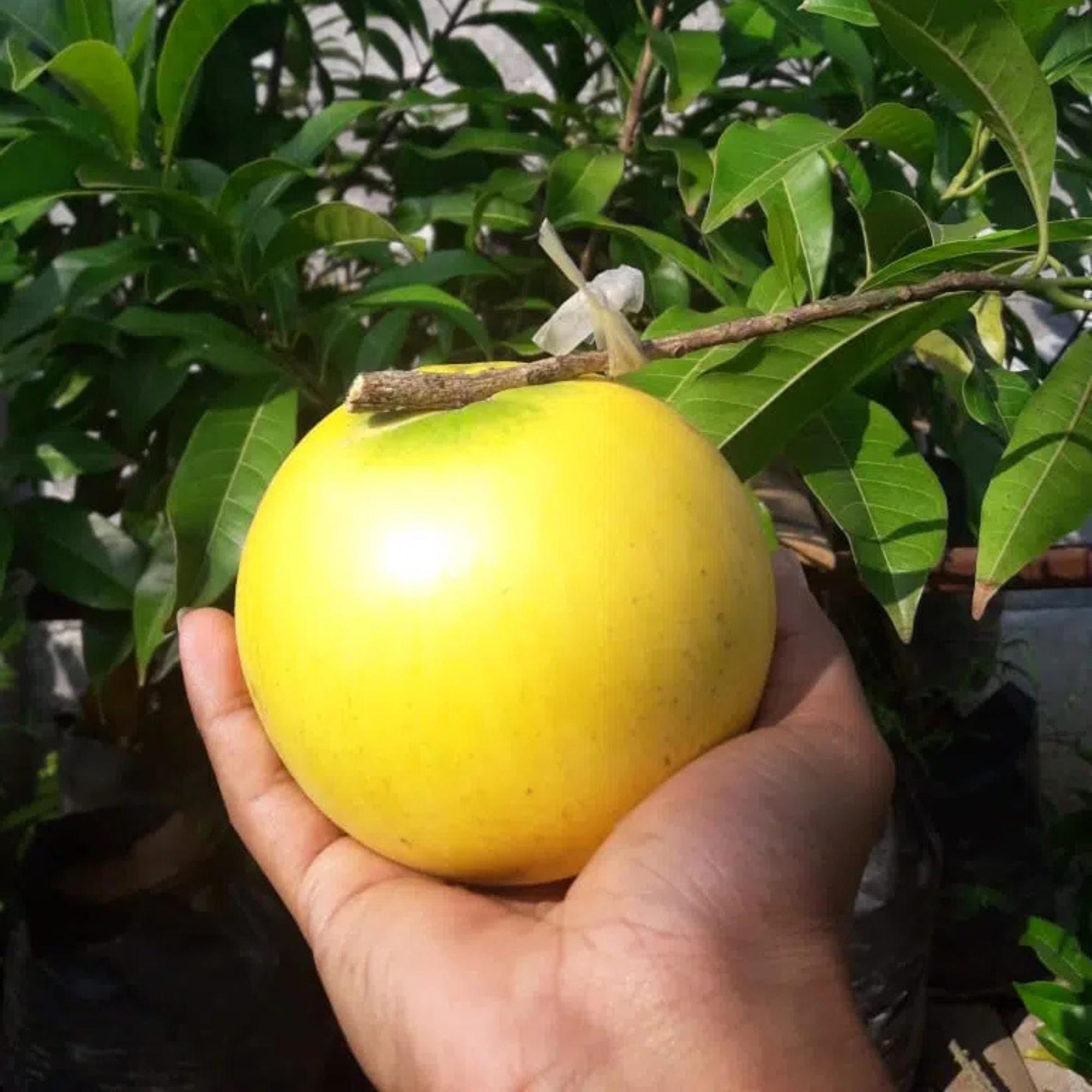 Abiu fruit - Etsy 日本