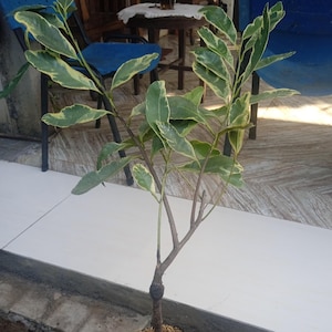 Grafted Variegated Black Sapote Seedling | Diospyros digyna | Exotic Plant