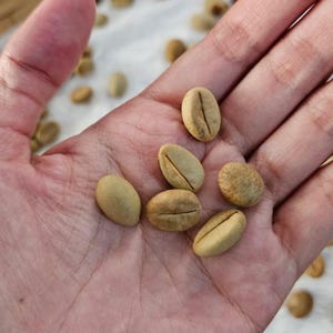 Puede incluir: Una colección de granos de café crudos y sin tostar con un color beige claro y una textura suave y mate. Cada grano presenta un surco central distintivo que recorre longitudinalmente su forma ovalada, mostrando el estado natural del café.