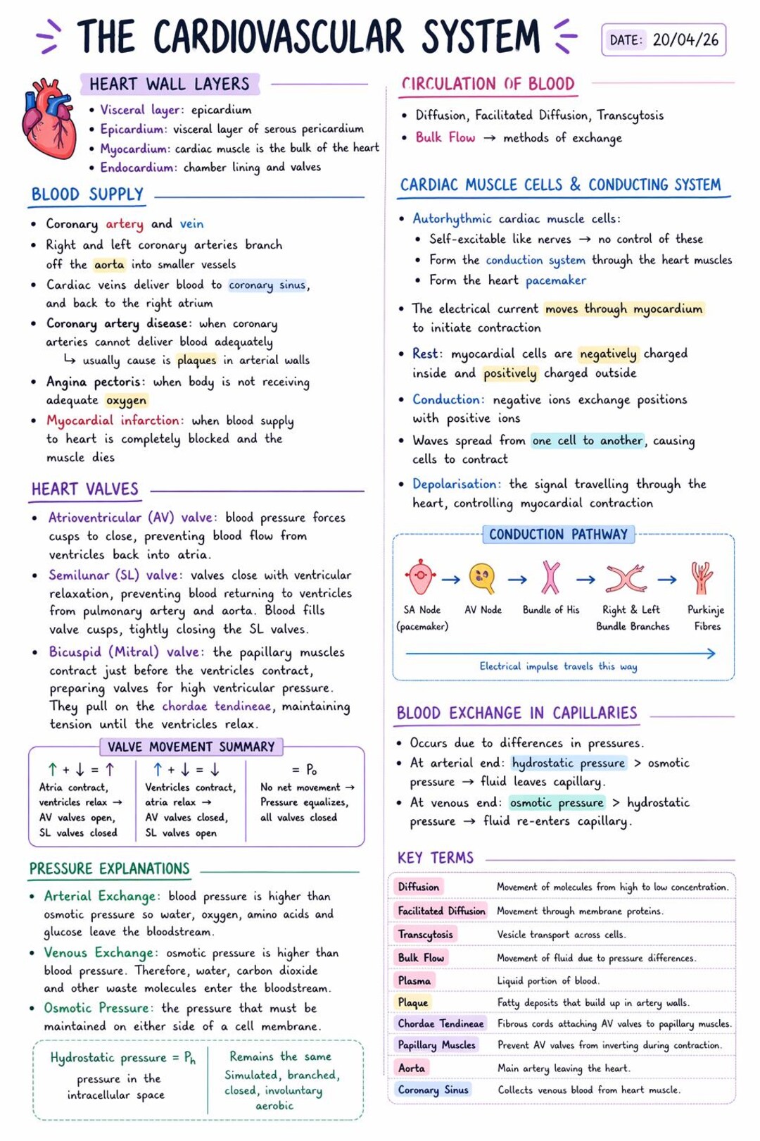 Cardiovascular System Study Notes - Etsy