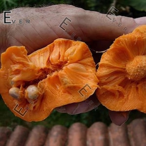 May include: Close-up of a halved, bright orange fruit with a textured interior and visible seeds. The fruit's flesh is fibrous and juicy, with a vibrant color. The image is well-lit, highlighting the fruit's details.