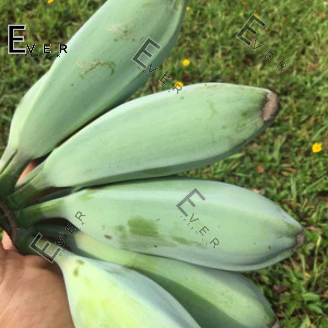Very Rare Blue Java Banana / Ice Cream Banana - Musa 'blue Java Banana ...