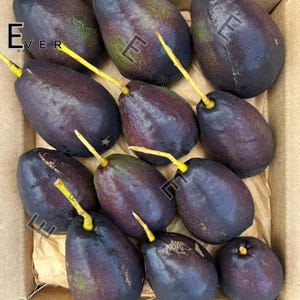 Peut inclure: Gros plan sur une boîte remplie d'avocats mûrs. Les avocats sont de couleur violet foncé avec des tiges jaunes. La boîte est en carton brun. Le mot "EVER" est visible dans l'image.