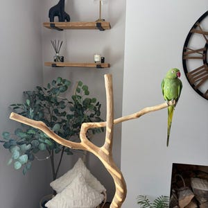 May include: A vibrant green parrot sits on a natural wooden perch. The room includes wooden shelves with decorative items, a black giraffe ornament, and a small lamp. A large clock and a potted plant are also present.