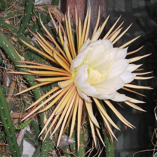 Selenicereus Macdonaldia Grandiflorus QUEEN of THE NIGHT Plant - Fragrant, Fruiting, Night Bloomer