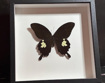 Real Butterfly Framed Decor