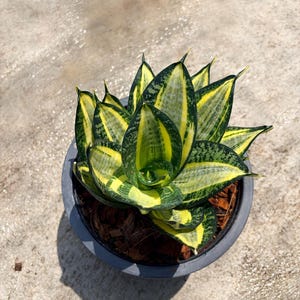 May include: A snake plant in a dark grey pot, featuring striking green and yellow striped leaves. The plant is viewed from above, revealing its distinctive pattern and texture. The pot contains mulch, adding to the natural aesthetic.