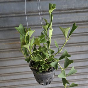 Peut inclure: Une plante Hoya retombante aux feuilles vertes en forme de cœur, plantée dans un panier suspendu en plastique noir avec des trous de drainage. La plante est suspendue par de fins fils métalliques, avec plusieurs tiges s'étendant vers le bas.