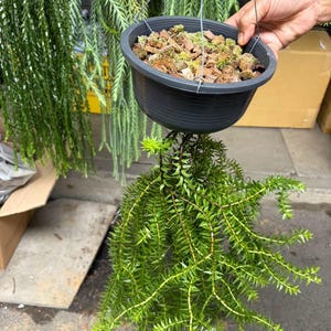 Peut inclure: Une jardinière suspendue en plastique noir contenant une plante verte retombante aux feuilles pointues. Le pot est rempli d'un substrat d'écorces et de mousse, et il est suspendu par de fins fils métalliques fixés au bord du récipient.