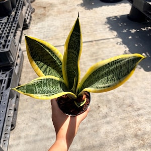 May include: A potted snake plant, also known as Sansevieria trifasciata, with long, upright leaves. The leaves are a dark green with yellow edges. The plant is in a small black pot, held by a person.