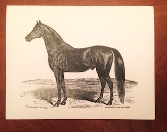 Greeting Card, Horse