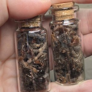 May include: Two small, clear glass vials with cork stoppers, each filled with a collection of dark brown and black hairy spider molts. The glass containers are cylindrical with a narrow neck and a flat base, showcasing the textured, fibrous remains.