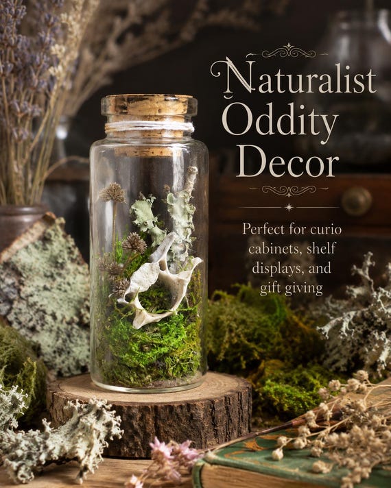 A tiny sealed vial containing real natural bone, moss, and botanicals — one-of-a-kind curiosity cabinet decor that looks like it belongs in a Victorian apothecary.