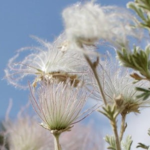 Op de afbeelding: Een cluster van zilveren avens-zaadhoofdjes met delicate, vederachtige witte pluimen en slanke, lichtgroene stengels. De zaadhoofdjes hebben een zachte, wazige textuur met fijne, haarachtige filamenten die naar buiten stralen tegen een blauwe lucht.