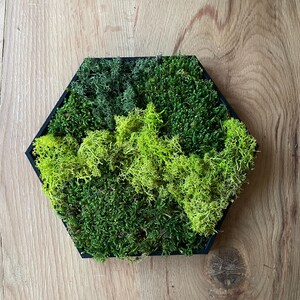 Op de afbeelding: Een zeshoekig wandkunstwerk met een dichte opstelling van geconserveerd mos in verschillende tinten groen, variërend van helder limoengroen tot diepe bostinten. Het mos zit in een dun, zwart geometrisch frame dat de vorm omlijnt.